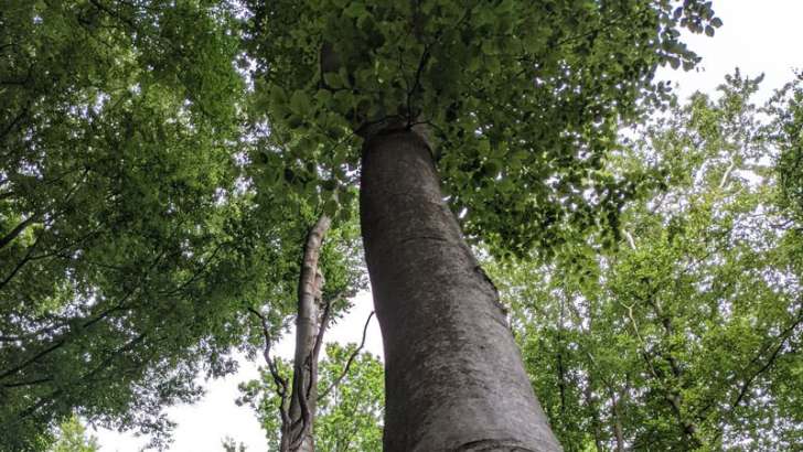 baum, wald, natur, bäume, grün, wipfel, ruhe, umwelt, outdoor, nachhaltigkeit