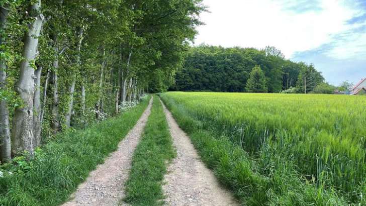 Natur, Feldweg, Wald, Wiese, Landschaft, Ruhe, Weg, Sommer, Idylle